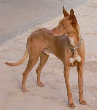 A tan with white Pharaoh Hound dog is wearing a choke chain collar standing in sand looking to the left.