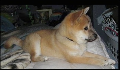 A tan with white Imo-Inu puppy is laying on a pillow on a human's bed with a blanket behind it.