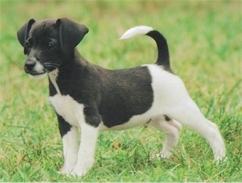 jack russell cross beagle puppies for sale