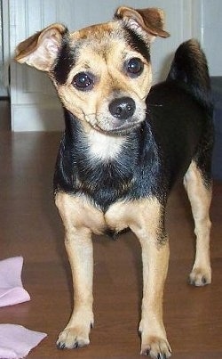 A black with tan and white Jack Chi is standing next to a pink towel on a hardwood floor with its head tilted to the left