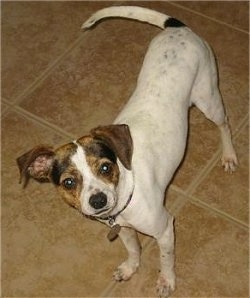 A white with brown and black Jack Chi is standing on a tan tiled floor and looking up