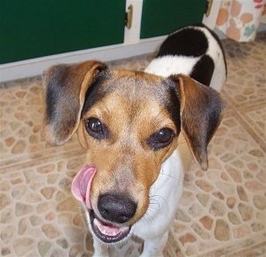 Close Up - A white with brown and black Jack-A-Bee is standing on a tiled floor. It is licking the side of its mouth