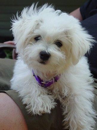 jack russell crossed with poodle