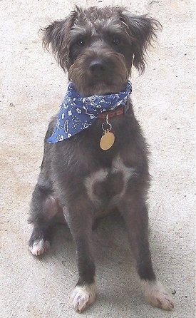 jack russell crossed with poodle