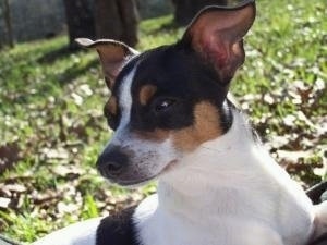 A white with black and tan Jack Chi puppy is laying in a field with fallen leaves and trees behind it