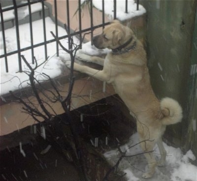 A tan Kangal dog is in snow jumped up at a wall to look over a gate. It is actively snowing.