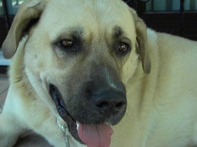 Close Up - The face of a Kangal dog with its mouth open and tongue out