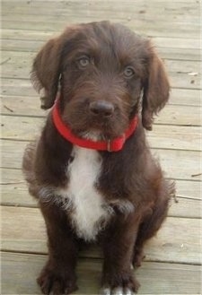 A chocolate with white on the chest Labradoodle puppy is wearing a red collar sitting on a wooden deck and looking up