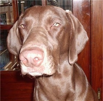 Close Up head shot - A chocolate Labmaraner is sitting in front of a pair of wooden cherry doors
