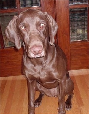 A shiny-colored chocolate Labmaraner is sitting in front of a pair of wooden cherry doors on a brown hardwood floor.