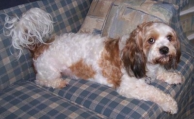 A white and brown Lacasapoo is laying on a couch and looking up.