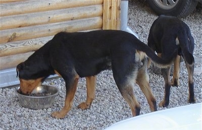 latvian hound tobis robis brothers