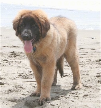 A Leonberger puppy is standing in sand on a beach with its mouth open and tongue out. There is a body of water behind it.