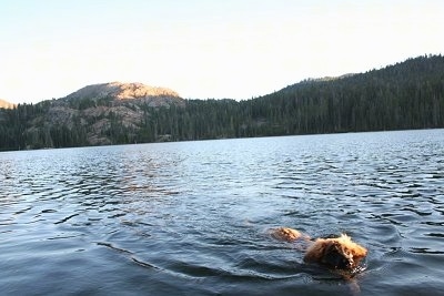 A Leonberger puppy is swimming through a body of open water.