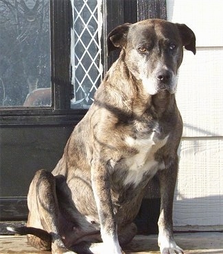 Taylor the Louisiana Catahoula is sitting on a porch and in front of a door