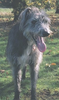 View from the front - A wiry-looking grey with white Lurcher is standing in grass and looking forward. Its mouth is open and tongue is out.
