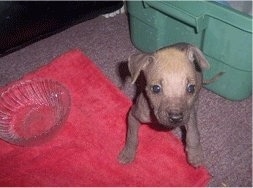 View from the front - A small, tan with black Mexican Hairless Dog/Bullmastiff mix puppy is standing on a red pillow and on the pillow is a glass dish. There is a plastic green bin behind it.