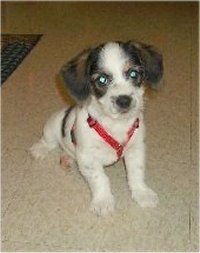 A small, white with black and tan Pekingese/Terrier mix puppy wearing a red harness is sitting on a tiled floor and it is looking forward.