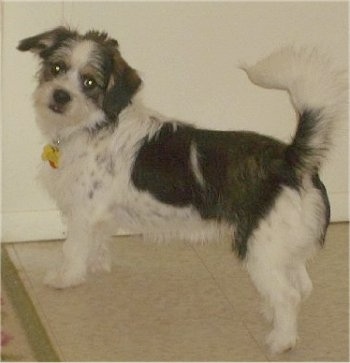 A white with black and tan Pekingese/Terrier mix dog is standing across a tiled floor and it is looking forward.