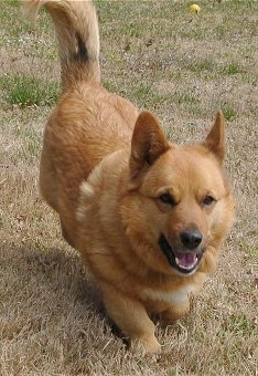 Action shot view from the front - A short legged, low to the ground, perk-eared, tan with white Pembroke Welsh Corgi Mix is running down brown grass and its mouth is open. There is a yellow tennis ball behind it.