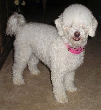 white maltese poodle