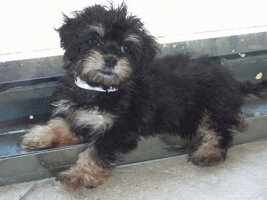 A small fluffy black and tanMauxie puppy is laying across a railing and looking to the left of its body.