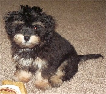 maltese dachshund puppies