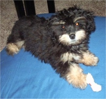 A fluffy black and tan Mauxie puppy is laying on a blue pillow on a tan carpet under a table. There is a rawhind bone in front of its paw.