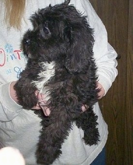 A black with white Miniature Labradoodle puppy is being held in the air by a person in a gray sweatshirt. The puppy is looking to the left.