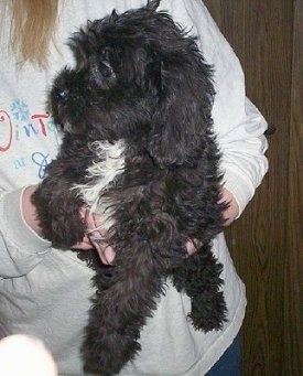 white miniature labradoodle