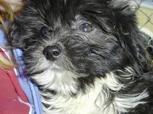 Close up head shot - A black and white Miniature Labradoodle puppy is in the arms of a person standing in front of a chain link fence.