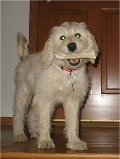 toy poodle and labrador mix