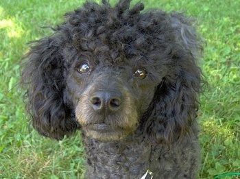 miniature black poodle