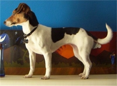 Left Profile - A tricolor white with black and tan Minie Jack is standing on a hardwood floor with a brown couch and a blue wall behind it.