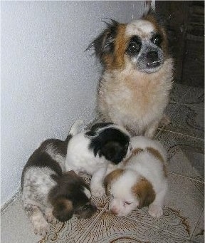 japanese spitz cross chihuahua