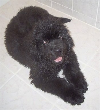 View from above looking down at the dog - A fluffy, happy-looking, black Newfoundland puppy is laying in a white tiled shower and it is looking up. Its mouth is open.