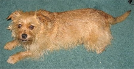 Norfolk Terrier Dog Breed Information And Pictures