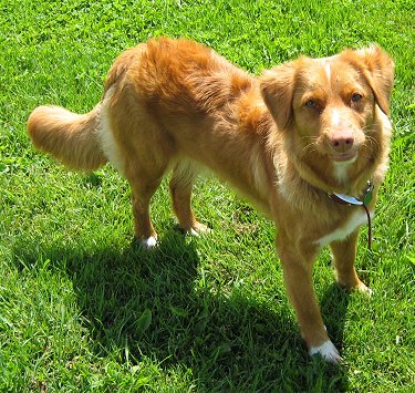 View from above looking down at the dog - A red with white Nova Scotia Duck Tolling Retriever is standing in grass and it is looking up.