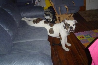 A white with brown brindle Olde Victorian Bulldogge's in a living room hanging from a blue couch. It has its back half on the couch and its front paws on the hardwood floor. The dog is turned and looking towards the camera.