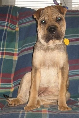 Front view - A wrinkly, extra skinned, tan with black Ori Pei puppy is sitting on a couch covered with a blue, green, maroon and yellow plaid blanket looking forward.