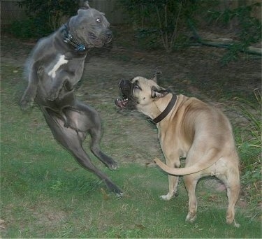 cane corso biting