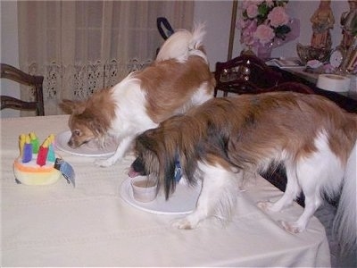 Left Profile - Two Papillons are standing on a dining room table eating food off of a plates.