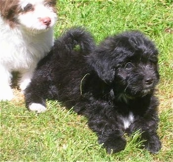 papillon cross poodle