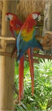 Two classic Parrots are standing on a stick under a roof in Mexico. One is looking to the left, the other is looking to the right.