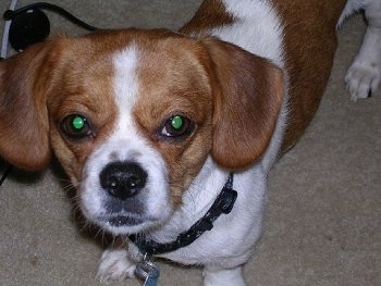 Close up head and upper body shot - A short-haired brown and white Peagle puppy is standing on a carpet looking up.