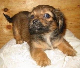 Close up front view - A brown with black Pekehund puppy is laying on top of a pillow. Its head is up and turned to the left, but its eyes are looking forward.