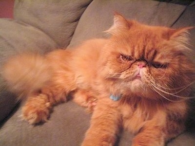 Winston Churchill (Church) the purebread Red Mackrel Tabby Persian laying in a tan recliner chair with a face that appears to be grumpy