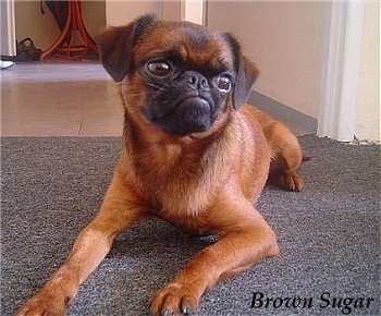 Brussels Griffon Dog Breed Pictures, 3