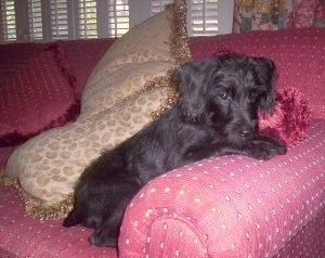 A black Pinny-Poo puppy is laying on the arm of a pink couch and it is looking to the right. There is a tan pillow behind it.