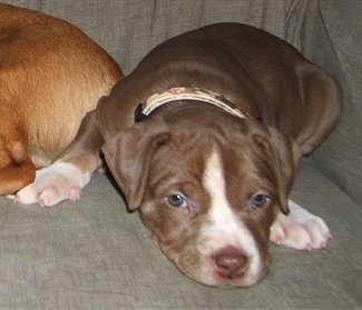 A brown and white Lab-Pointer puppy is laying down on a couch. There is another tan dog next to it